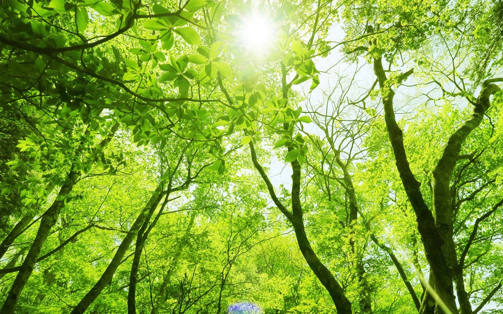 木立に包まれた敷地。鮮やかな新緑の木漏れ日が、特別な時間へと誘います！
