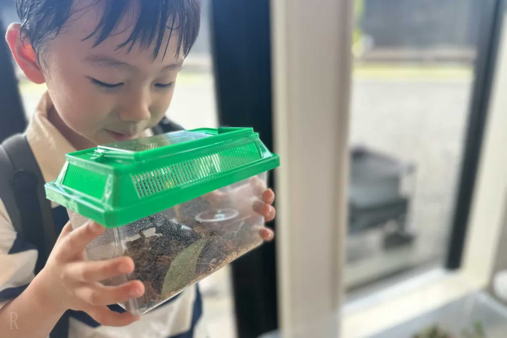 捕まえた昆虫を虫かごで観察する子ども